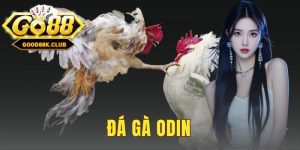 Đá Gà ODIN