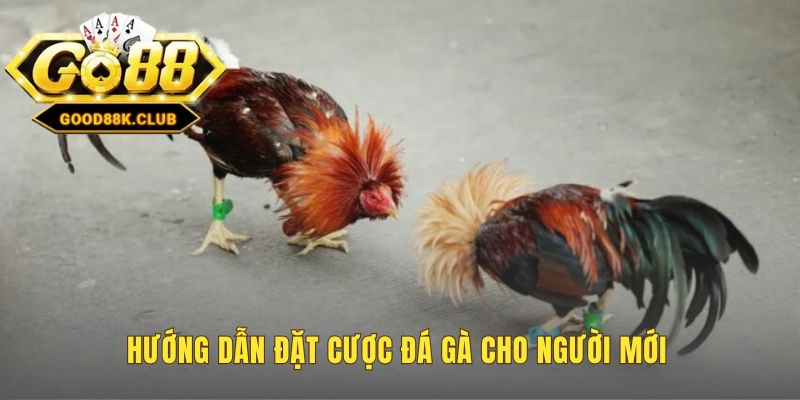 Hướng dẫn đặt cược đá gà qua các bước tham gia đơn giản