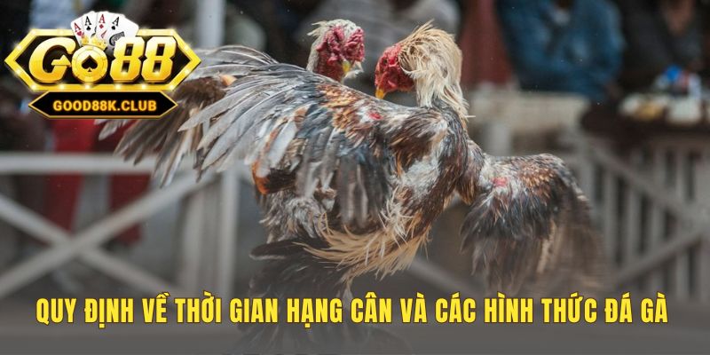 Luật chơi đá gà Thomo đảm bảo công bằng qua quy định hạng cân
