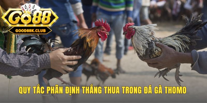 Luật chơi đá gà Thomo nhấn mạnh vai trò quyết định của trọng tài