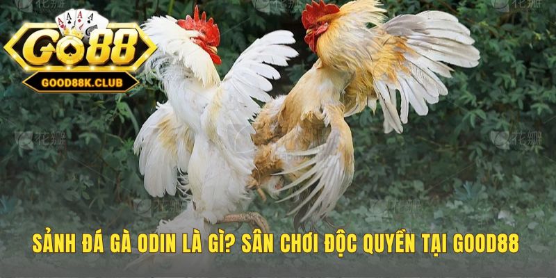 Sảnh đá gà ODIN khắc phục giật lag bằng công nghệ P2P